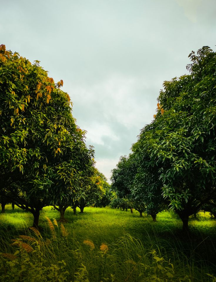 Mango orchard rows in Pakistan